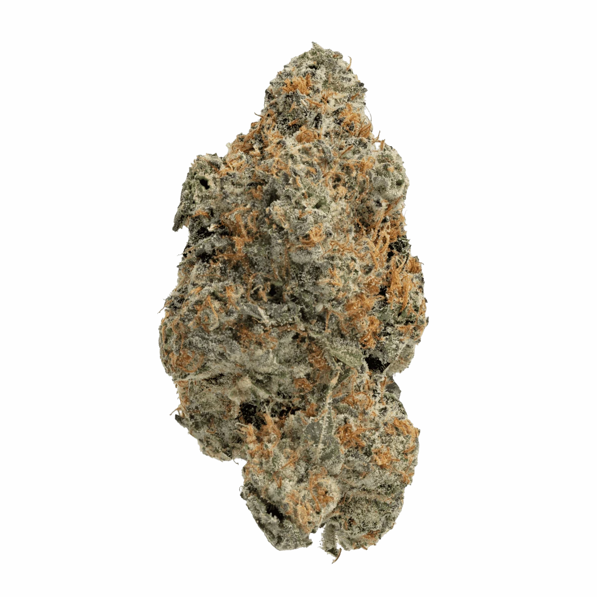 Cinderella 99