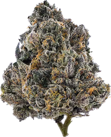 Gelato