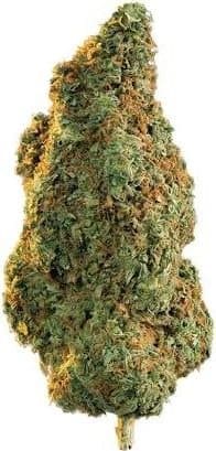 Girl Scout Cookies