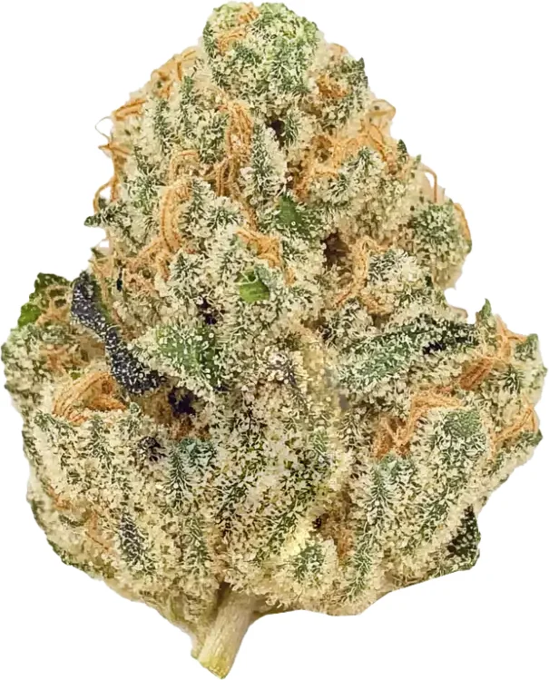Gorilla Punch