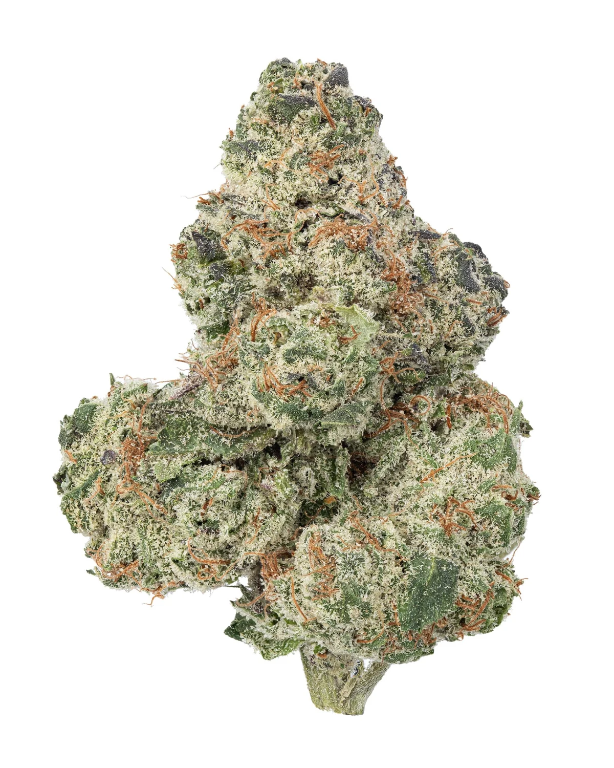 Lemon Tree