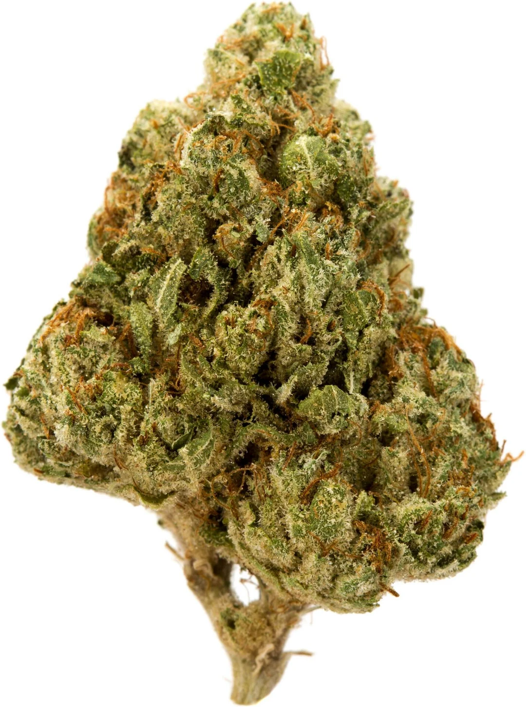 Royal Gorilla