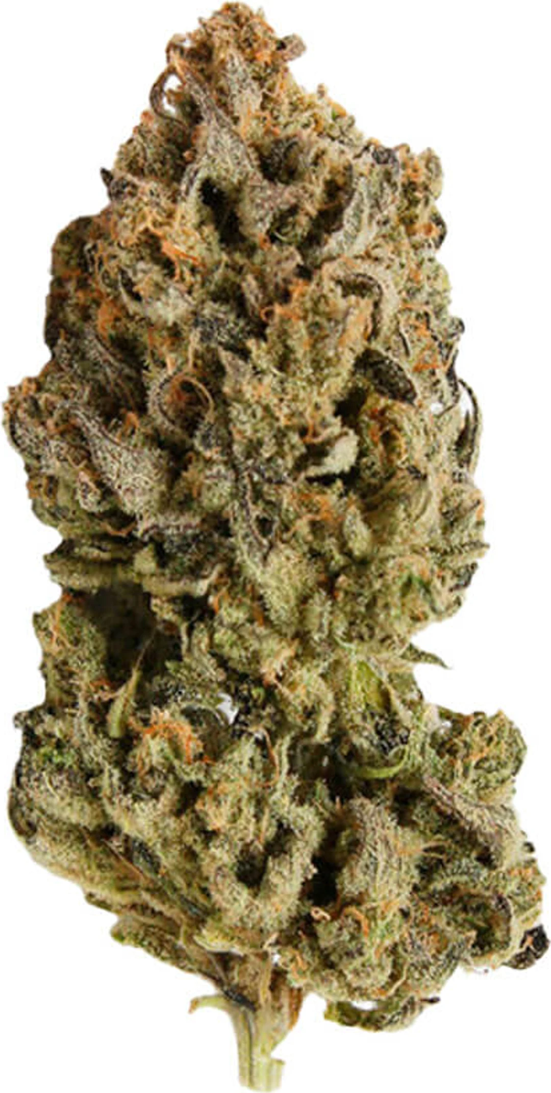Royal Highness