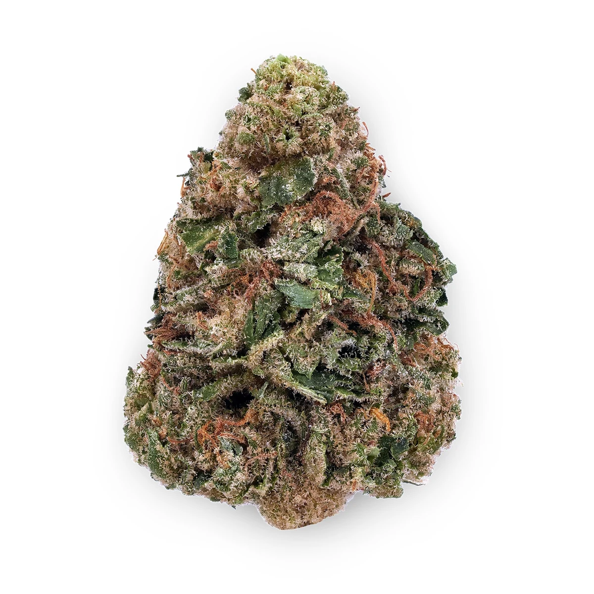 Sensi Star