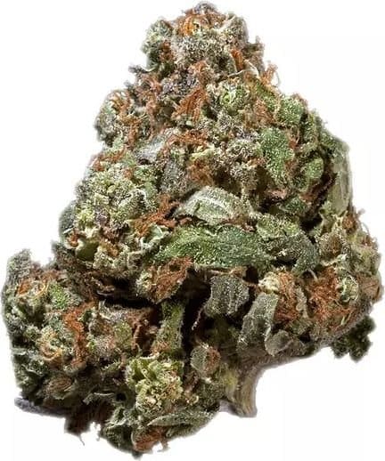 Skunk #1