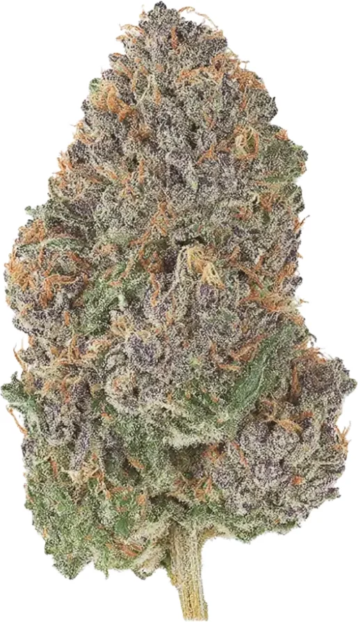 Skunk Dream