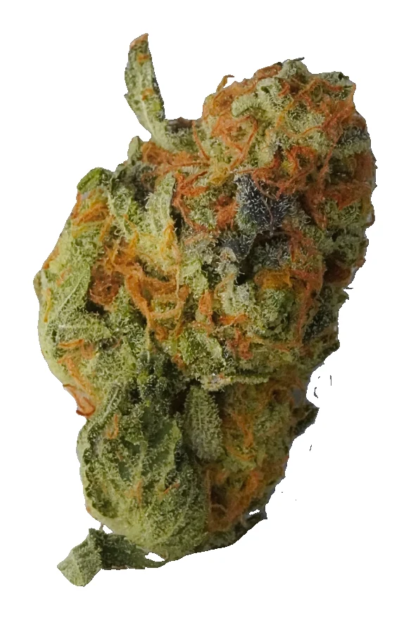 Space Monkey