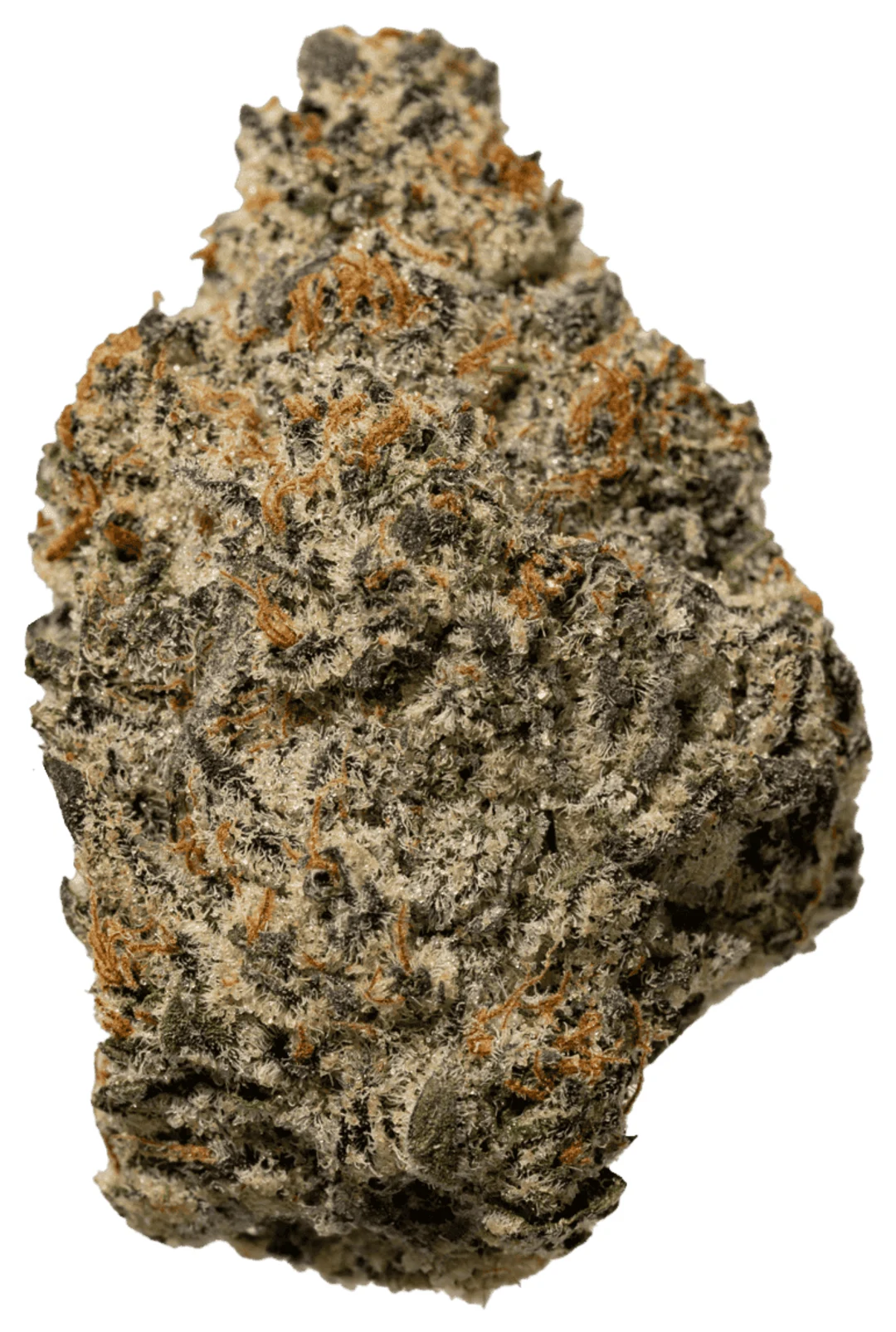 White Rhino