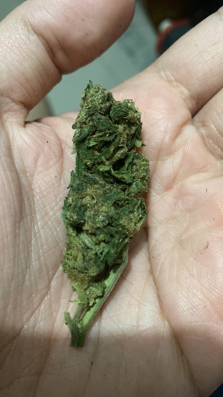 Foto enviada pelo paciente
