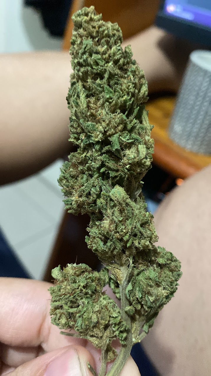 Foto enviada pelo paciente