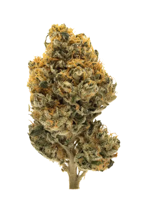 Dulce Papaya