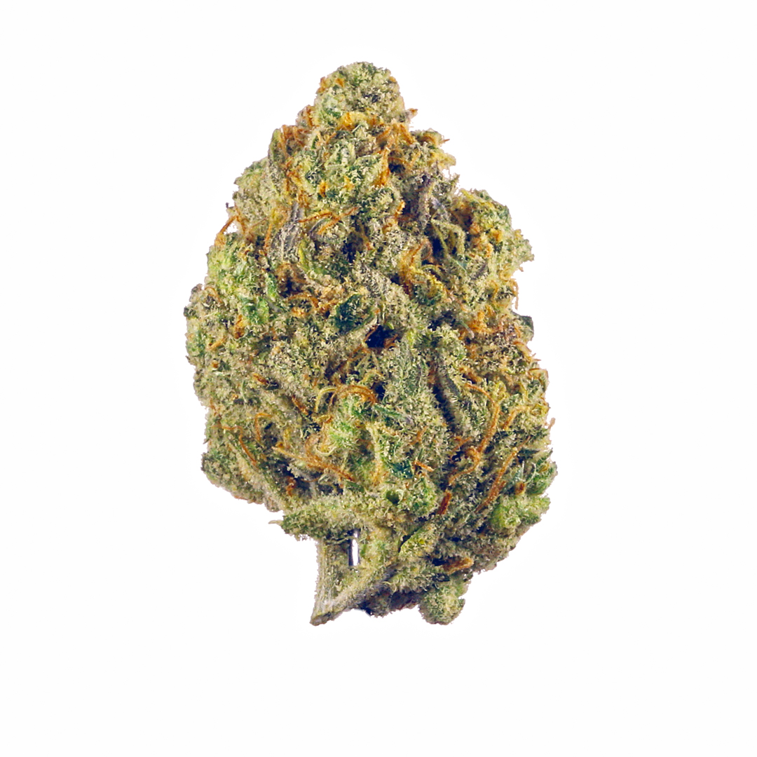 Jealousy x Mendo F6