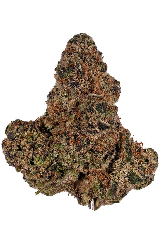 Mimosa