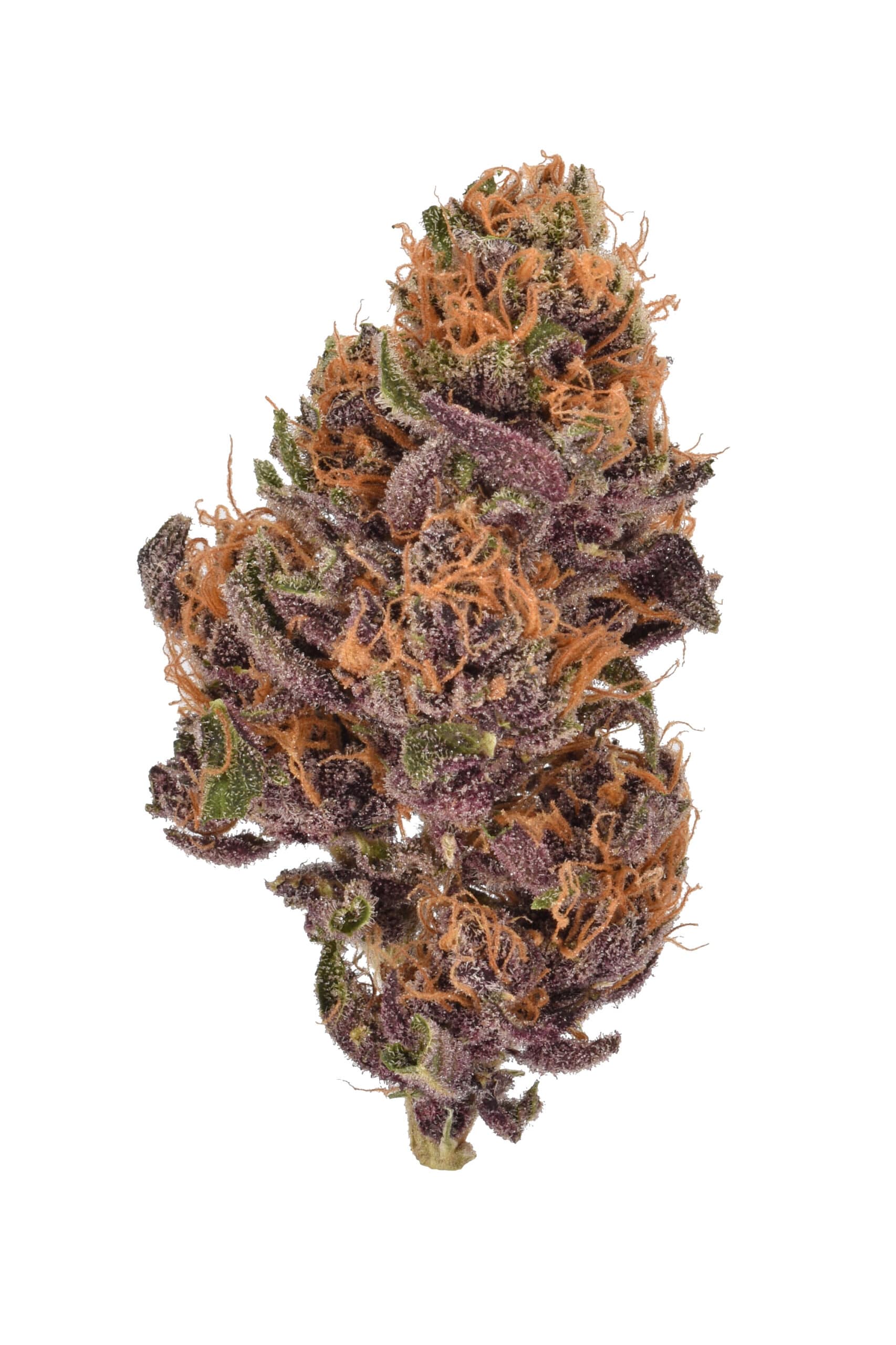 Purple Bike / CBD Bike