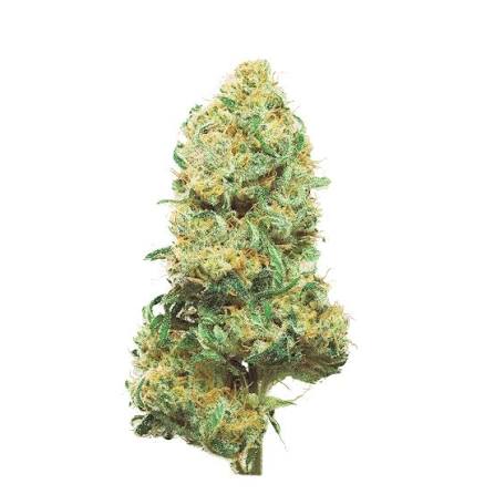 Skunk Haze CBD
